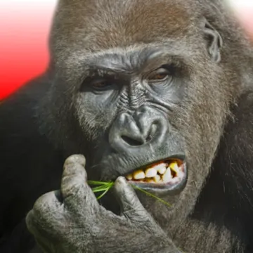 Flying Gorilla 飛行大猩猩